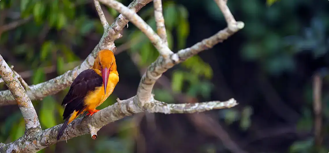 Vetnai Blackbuck Sanctuary