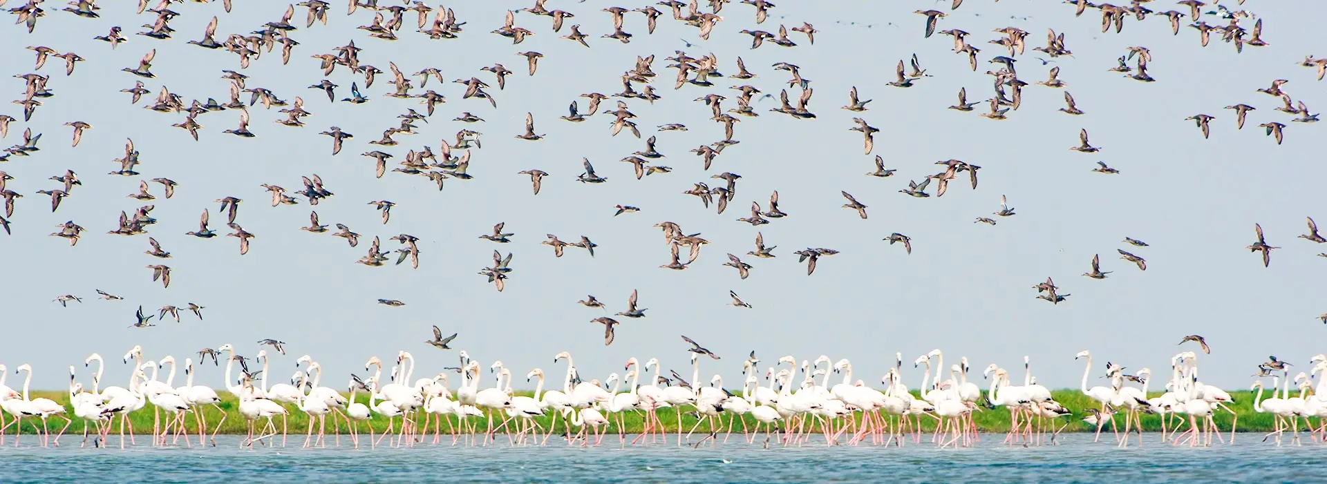 Puri to Chilika Lake taxi — Satpada day trip by cab