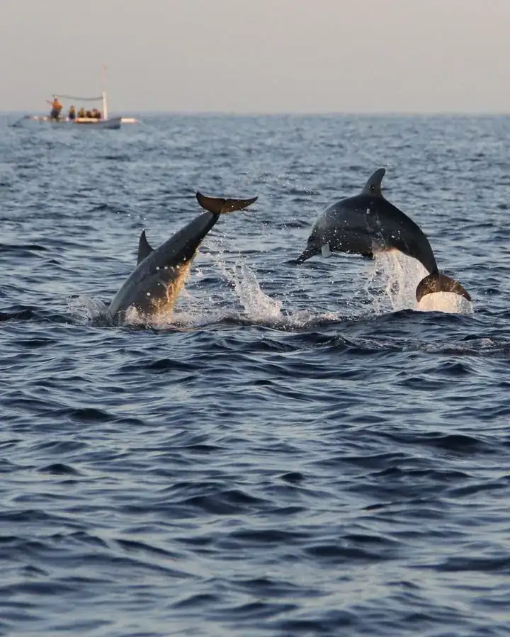 Chilika Dolphin Point Satapada